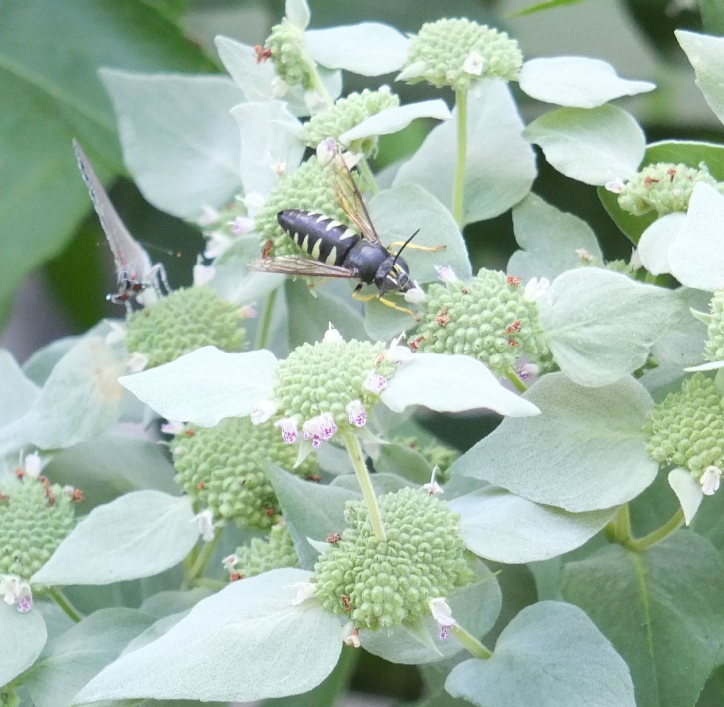 Mountain Mint